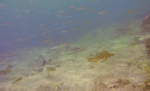 Fische11