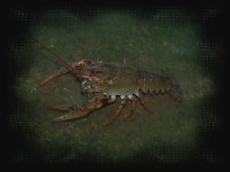 Krebs1